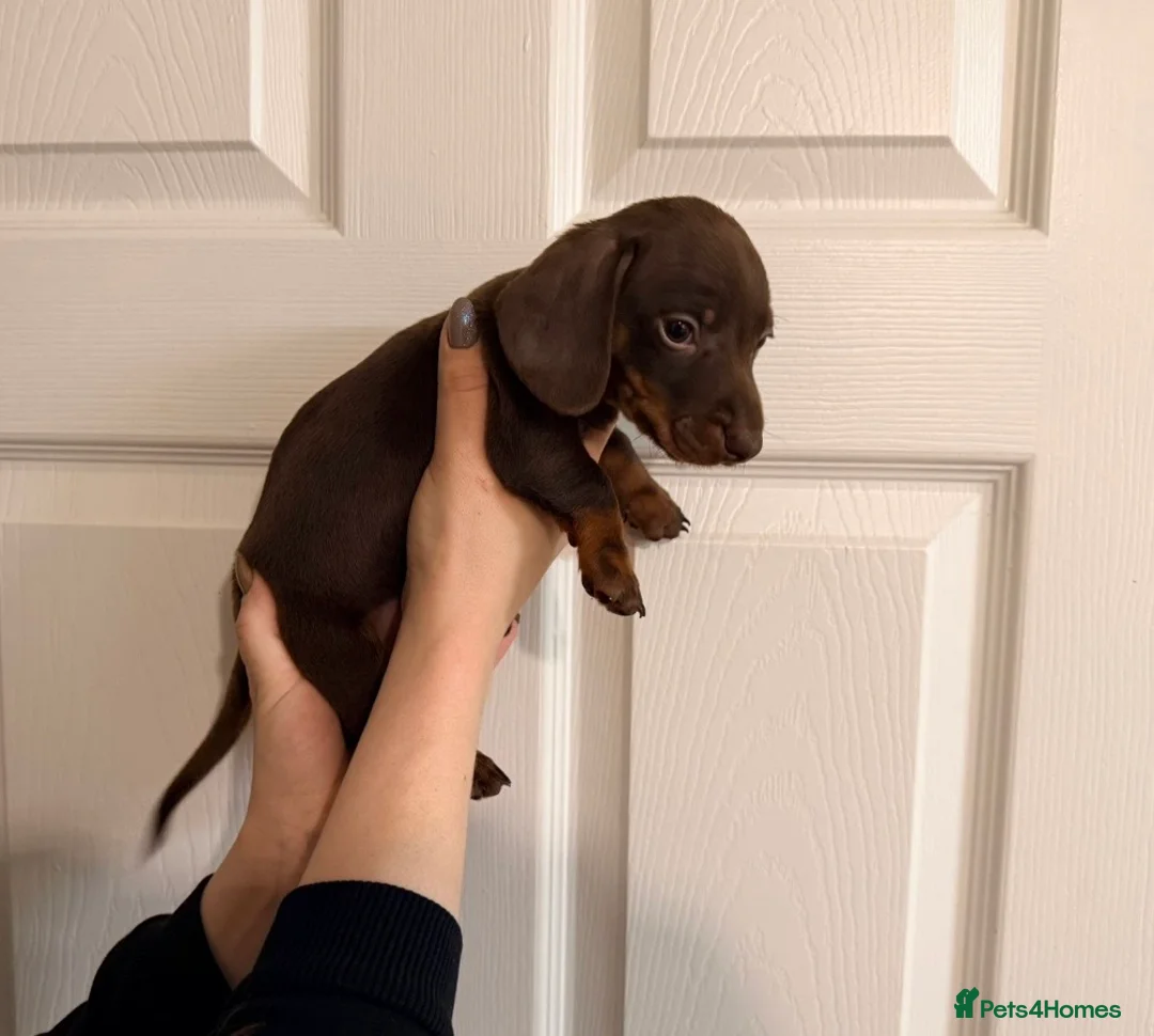 Miniature Dachshund dogs for sale: 🐾 MINI DASCHUND PUPPIES 🐾 - Advert 6