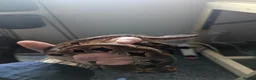 Boa Snake reptiles for sale: Toliara Dumerils Boa and setup  - Advert 1