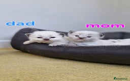 Ragdoll cats for sale: Beautiful Ragdoll Kittens.  - Image 13