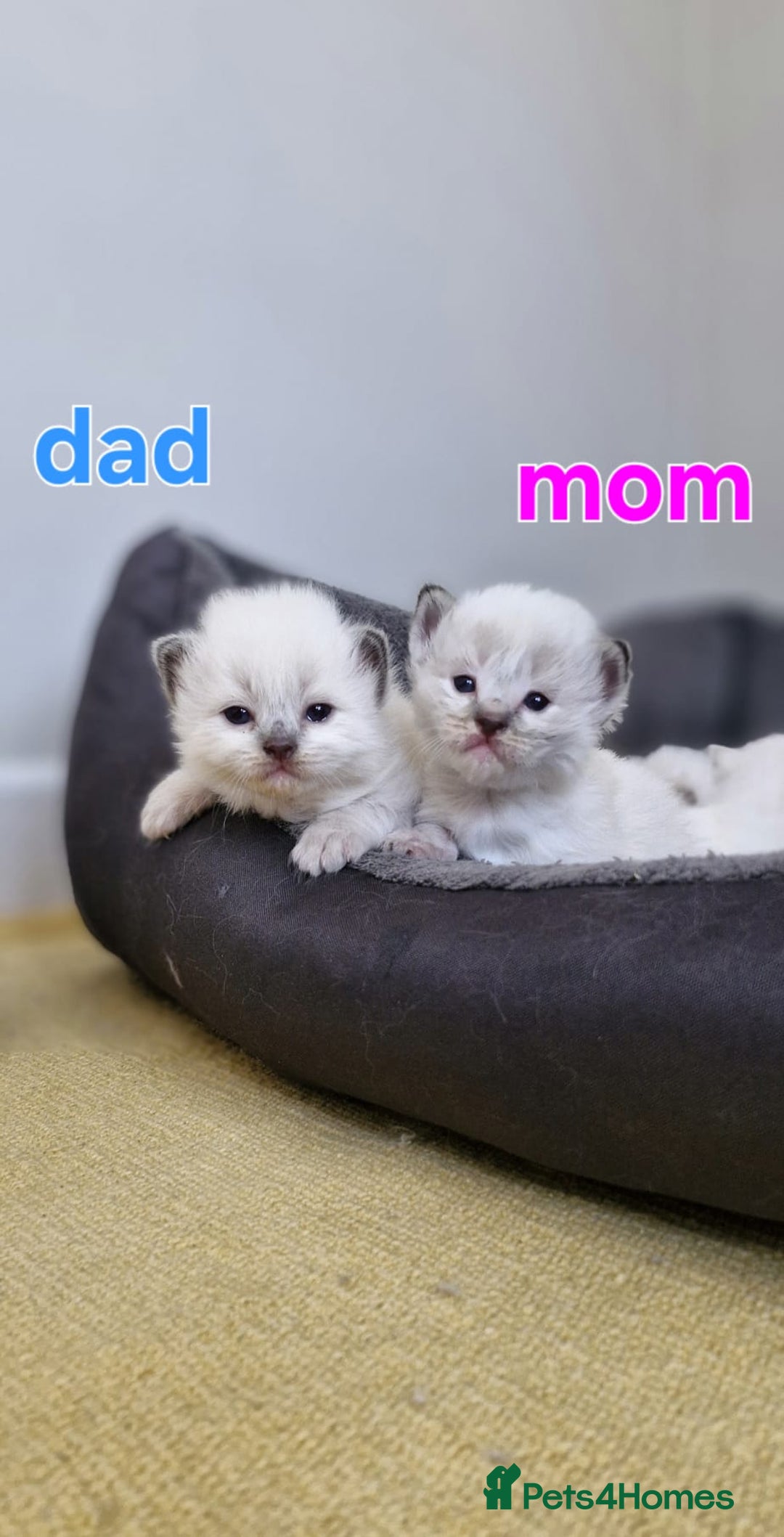 Ragdoll cats for sale: Beautiful Ragdoll Kittens.  - Image 13