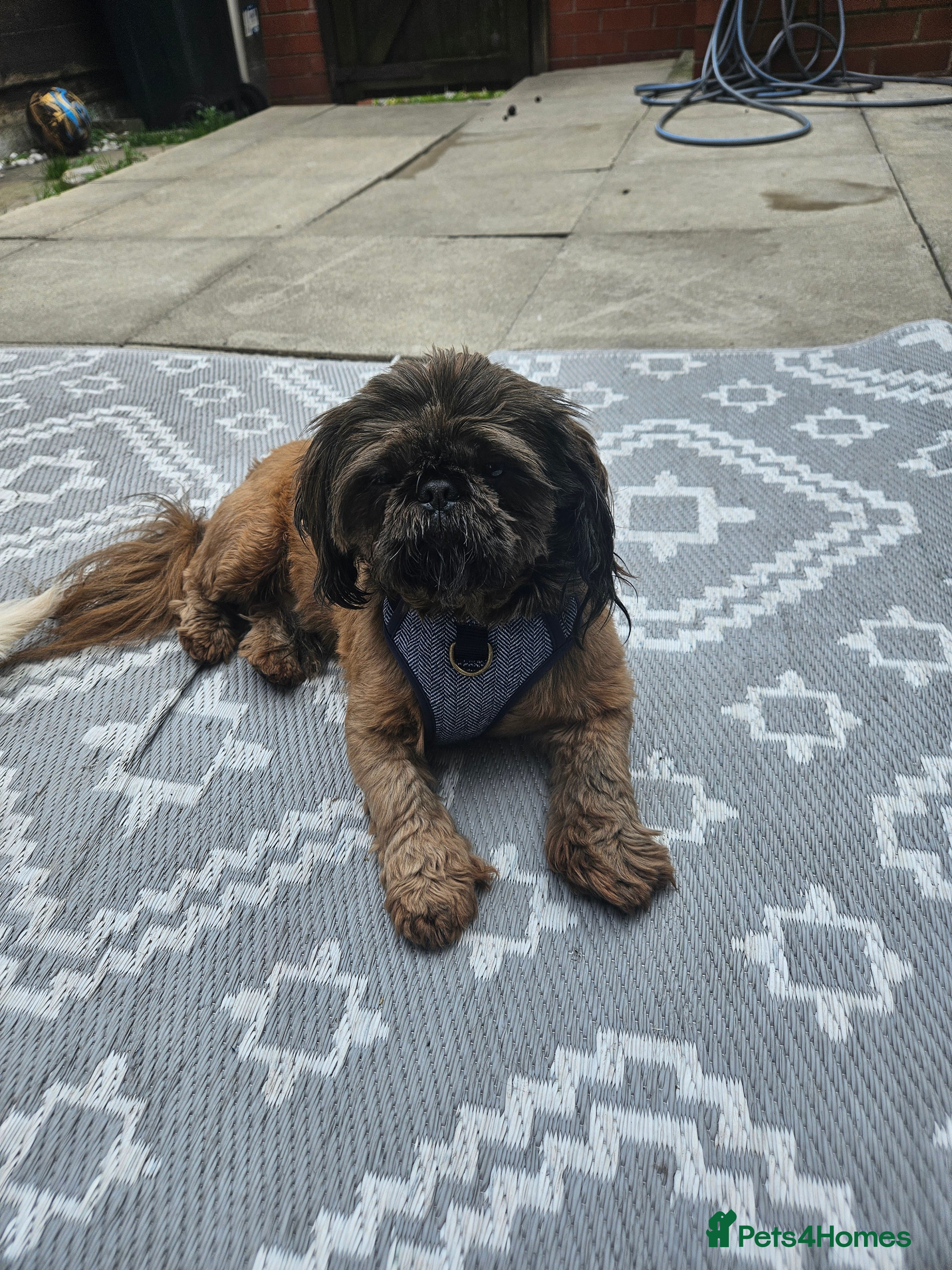 Louie