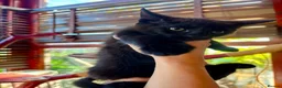 Maine Coon cats for sale: Maine Coon X kittens  - Advert 3