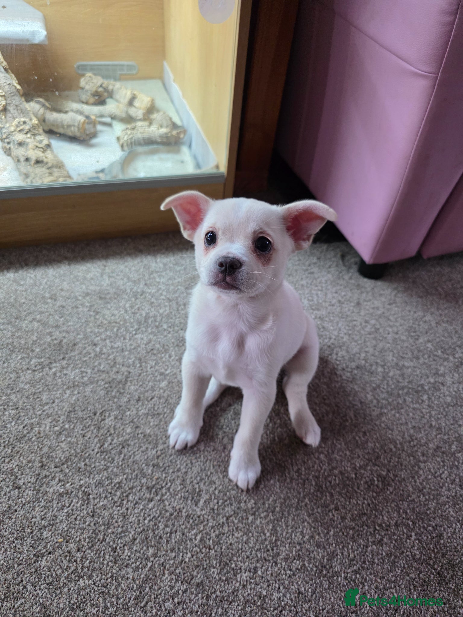 Mixed Breed dogs for sale: Beautiful little French Pom girl - Advert 4