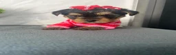 Yorkshire Terrier dogs for sale: Beautiful Yorkshire Terrier Puppies - Advert 15