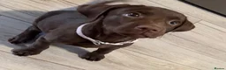 Labrador Retriever dogs for sale: Chocolate Labrador forsale  in Nottingham - Advert 2