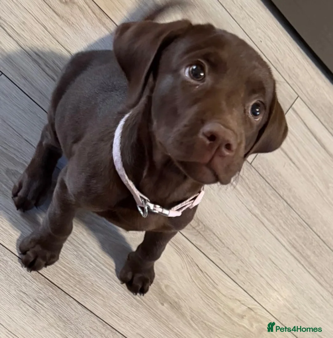 Labrador Retriever dogs for sale: Chocolate Labrador forsale  in Nottingham - Advert 2