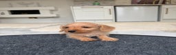 Mixed Breed dogs for sale: Stunning daxiepoos - Advert 11