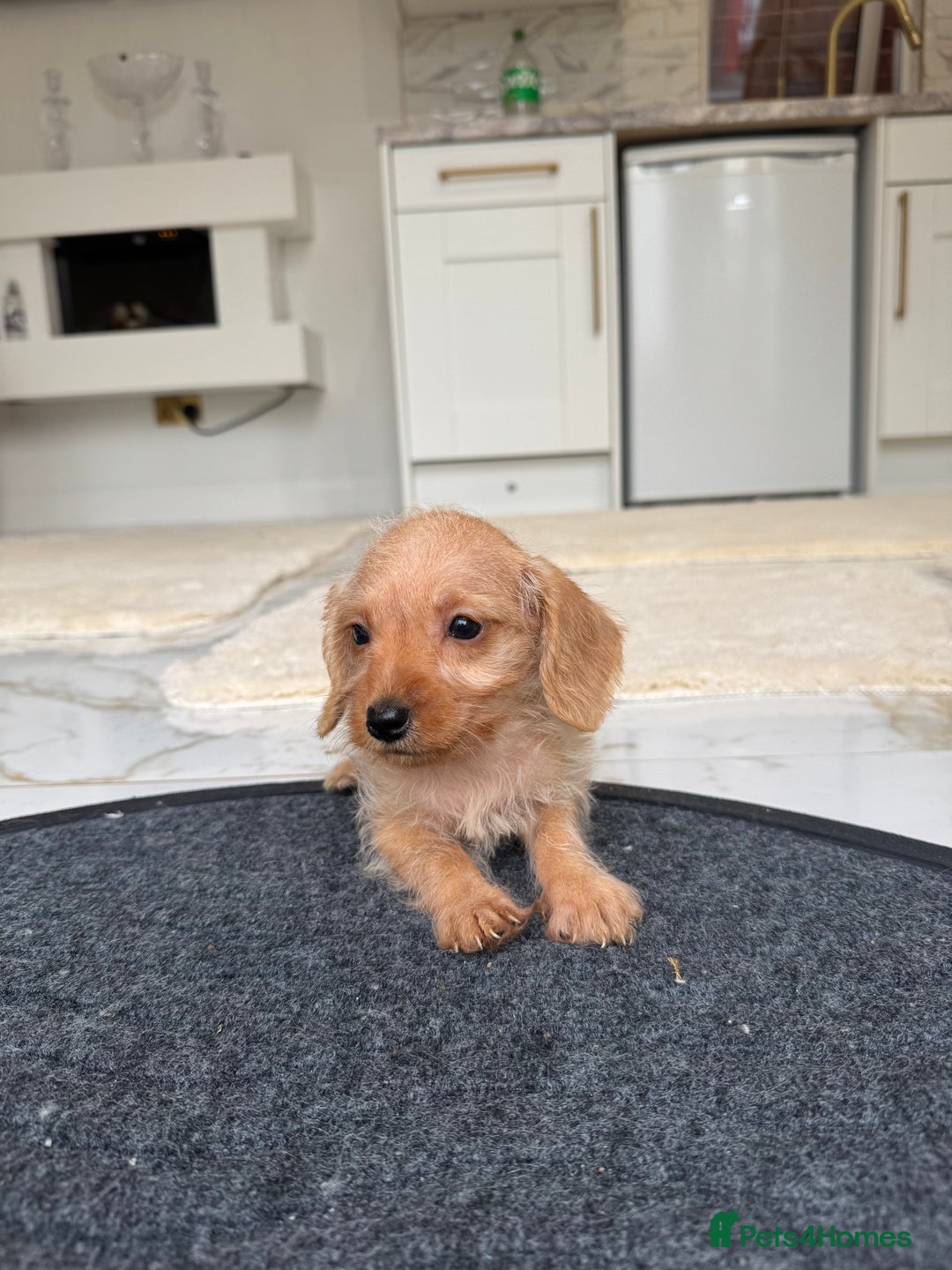 Mixed Breed dogs for sale: Stunning daxiepoos - Advert 11