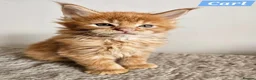 Maine Coon cats for sale: Exceptional red Maine Coon boys - Advert 5
