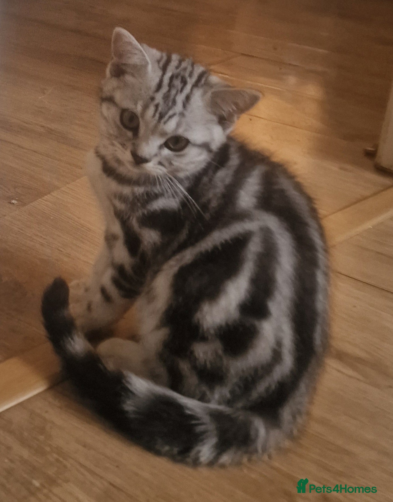 British Shorthair cats for sale: Black Silver Classic Tabby in Northampton - Advert 2