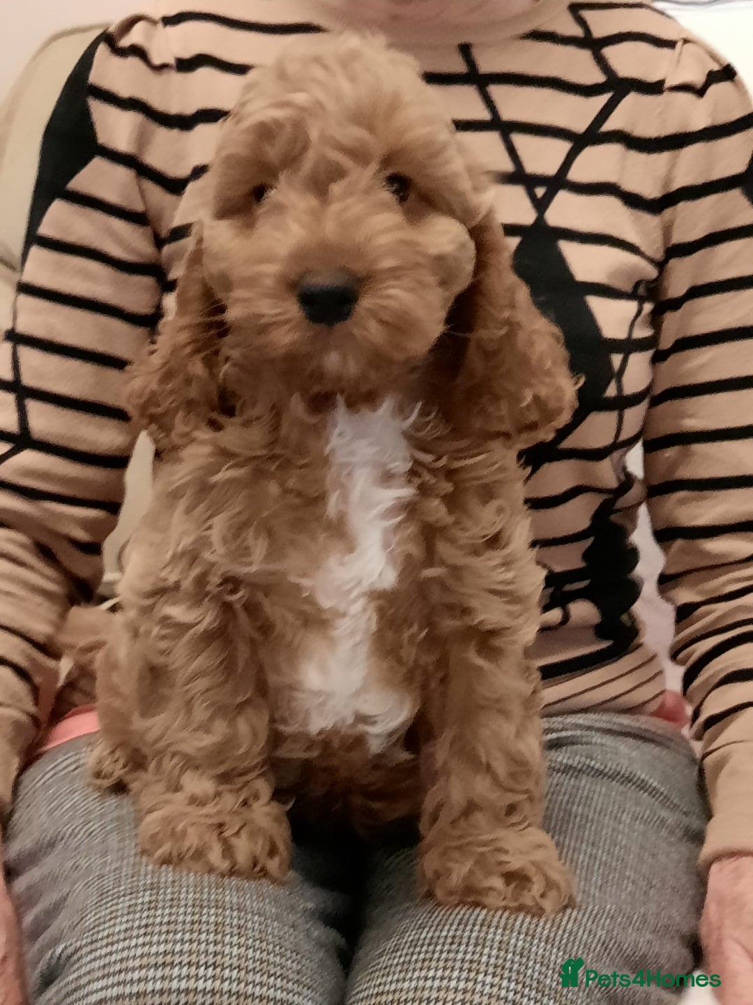 Cockapoo dogs for sale: Adorable F1 Cockapoo puppies for sale - Advert 3