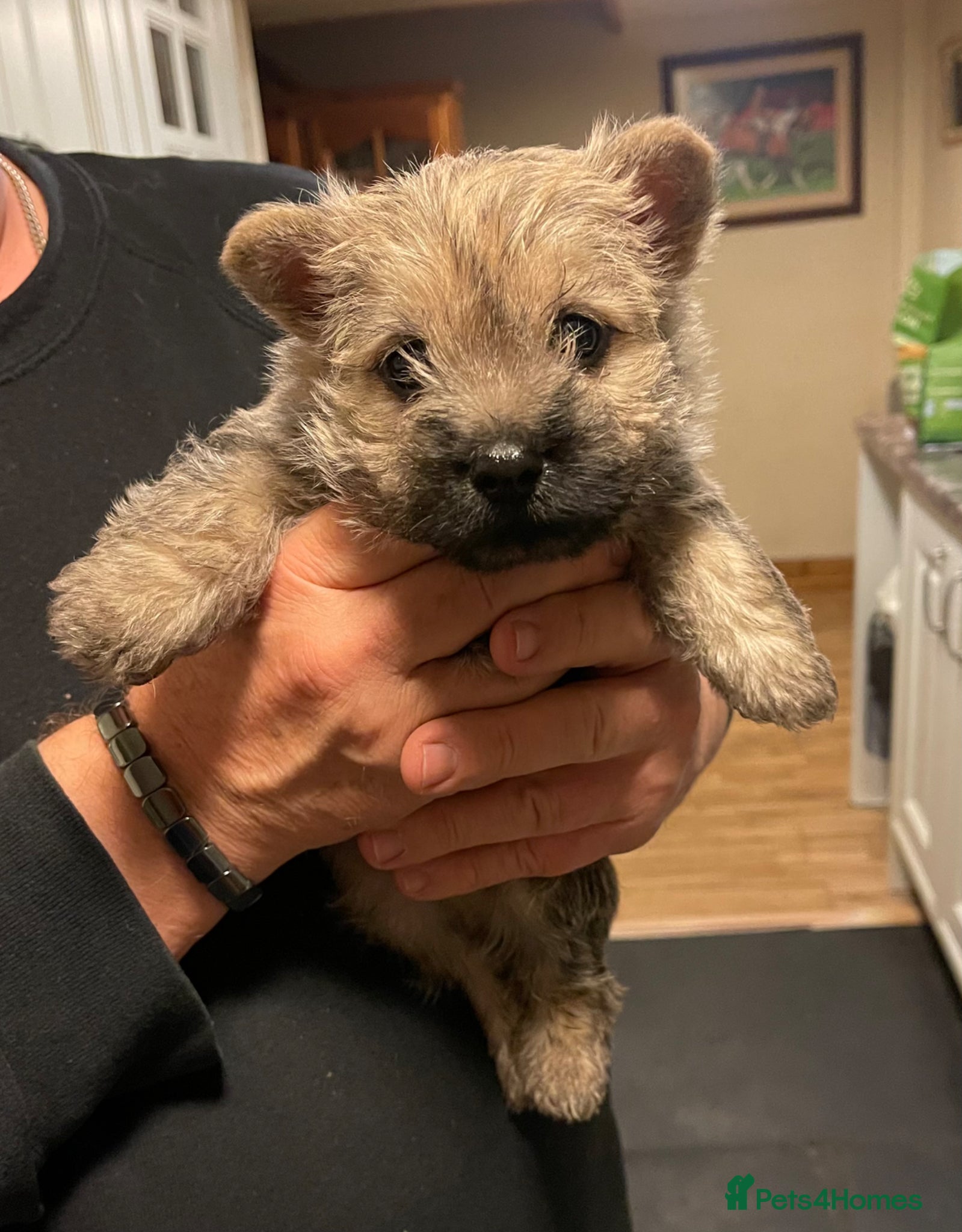 Cairn Terrier dogs Gorgeous Litter of Cairn Terrier Pups  - Advert 1