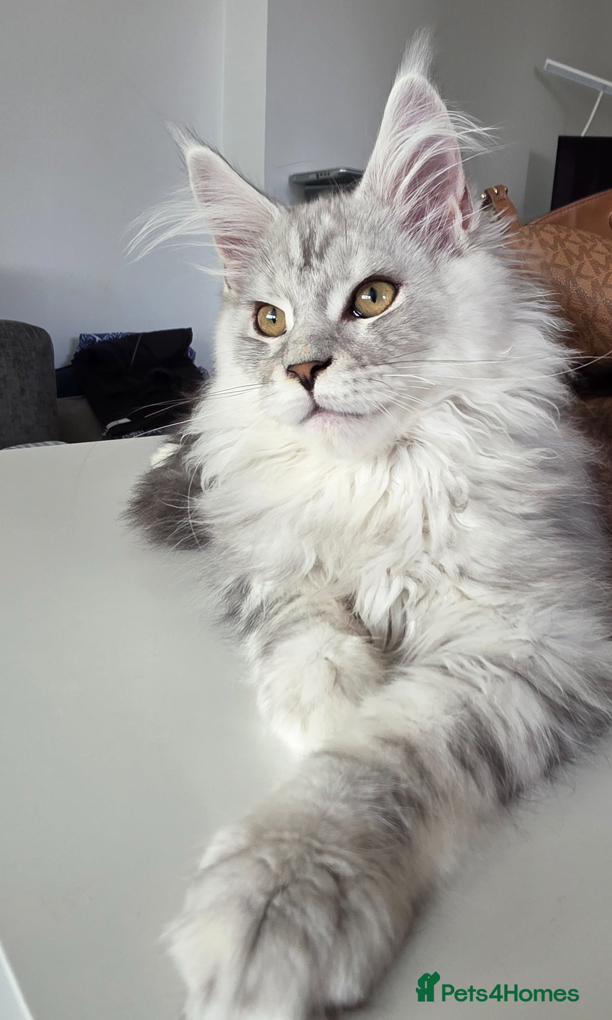 Maine Coon cats Maine Coon Kittens Looking for Homes!   - Advert 1
