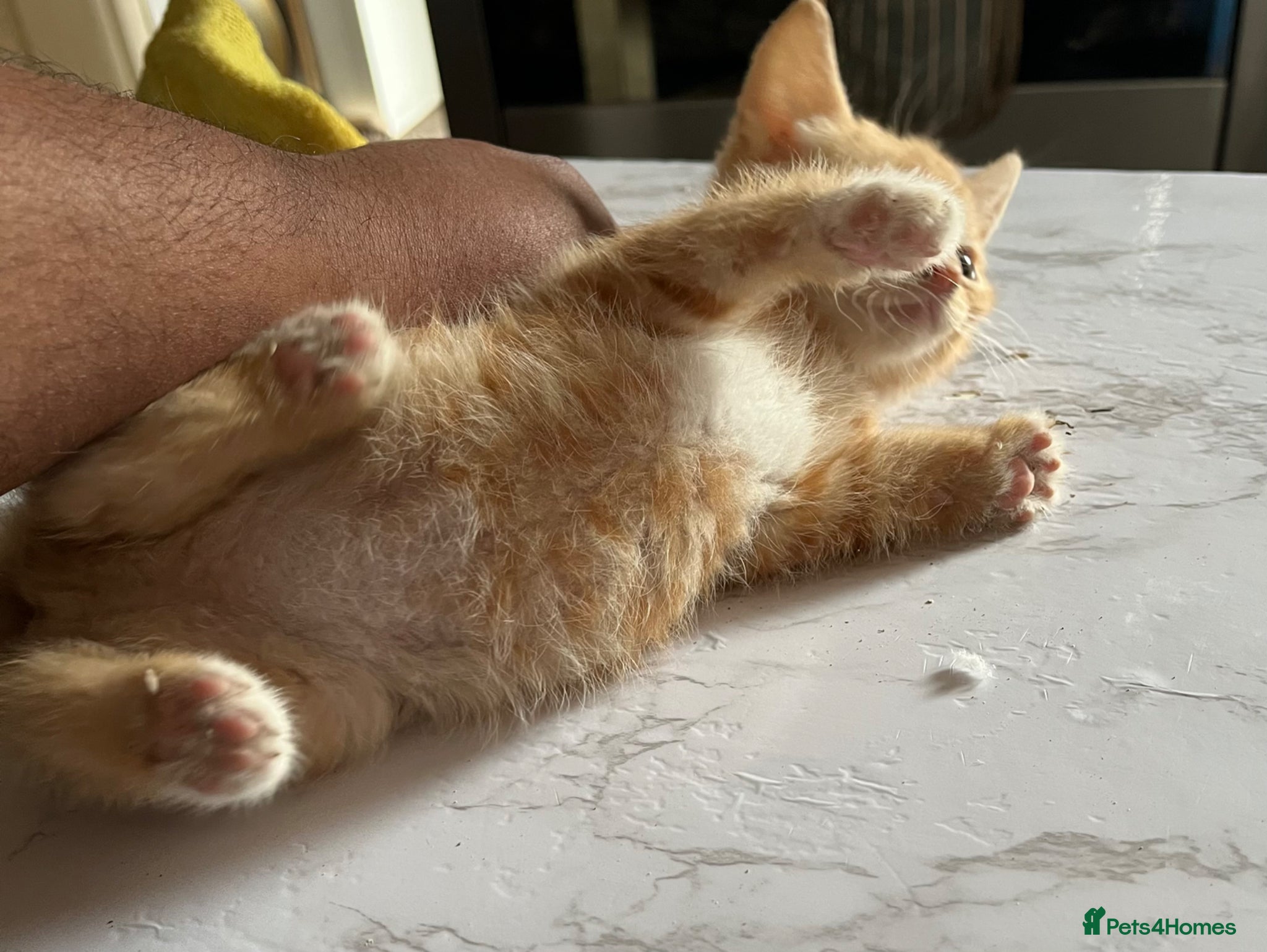 Mixed Breed cats for sale: 3 beautiful kittens for sale  - Advert 25