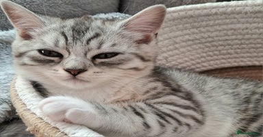 Scottish Fold cats - Advert 4