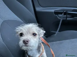 Chipoo dogs Chipoo Puppy - Advert 1