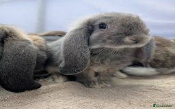 French Lop rabbits for sale: Beautiful Purebred French Lops For Sale - Image 7