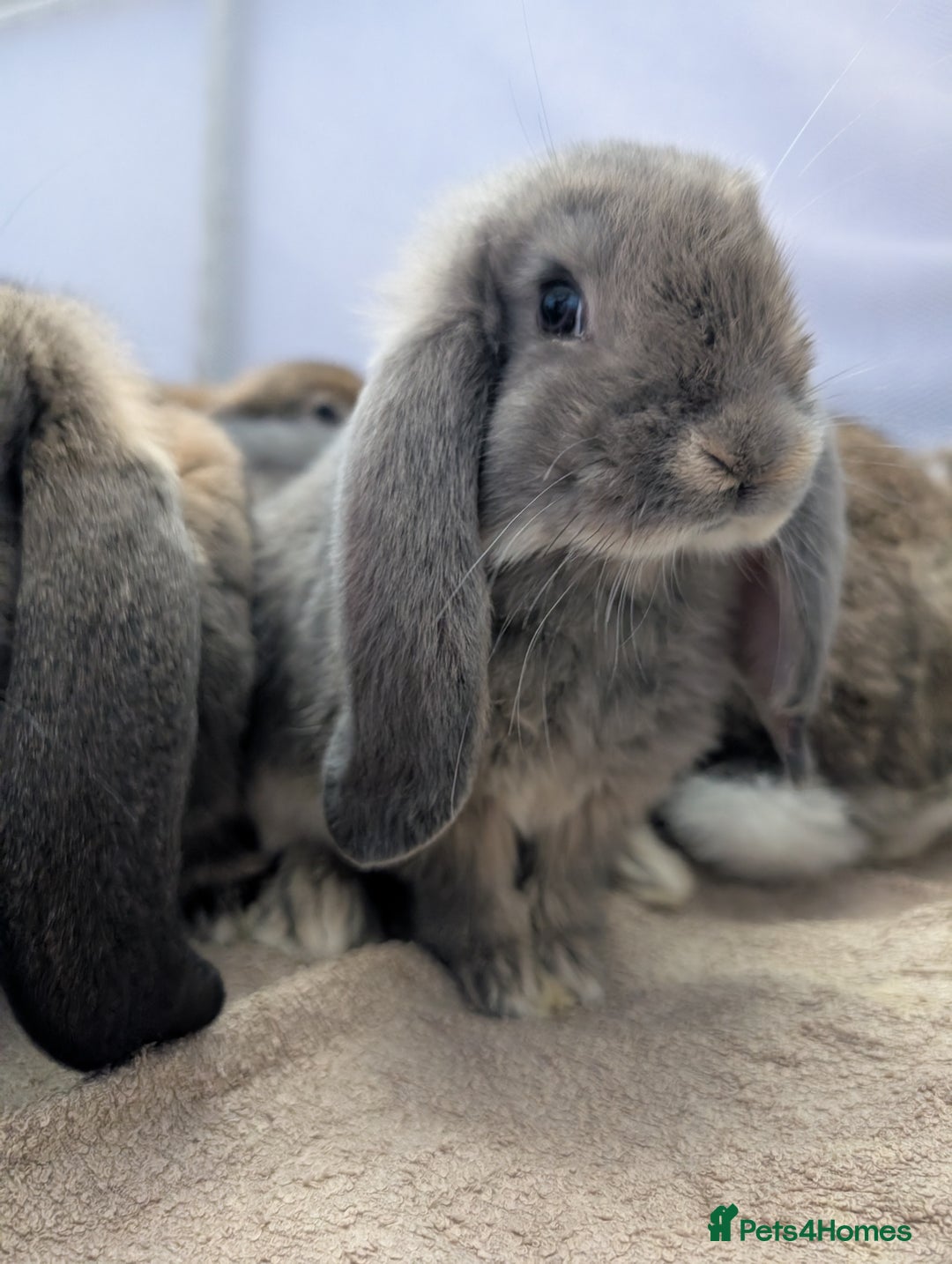French Lop rabbits for sale: Beautiful Purebred French Lops For Sale - Image 7