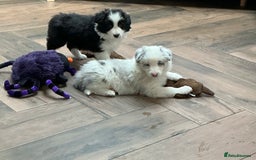 Border Collie dogs for sale: Stunning Border Collie Pups  - Image 3