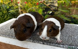 Guinea Pig rodents for sale: Sows/ Female Guinea pigs - Image 13