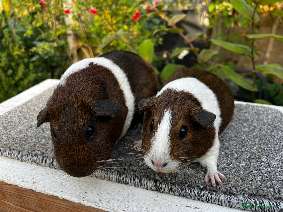 Guinea Pig rodents for sale: Sows/ Female Guinea pigs - Image 13