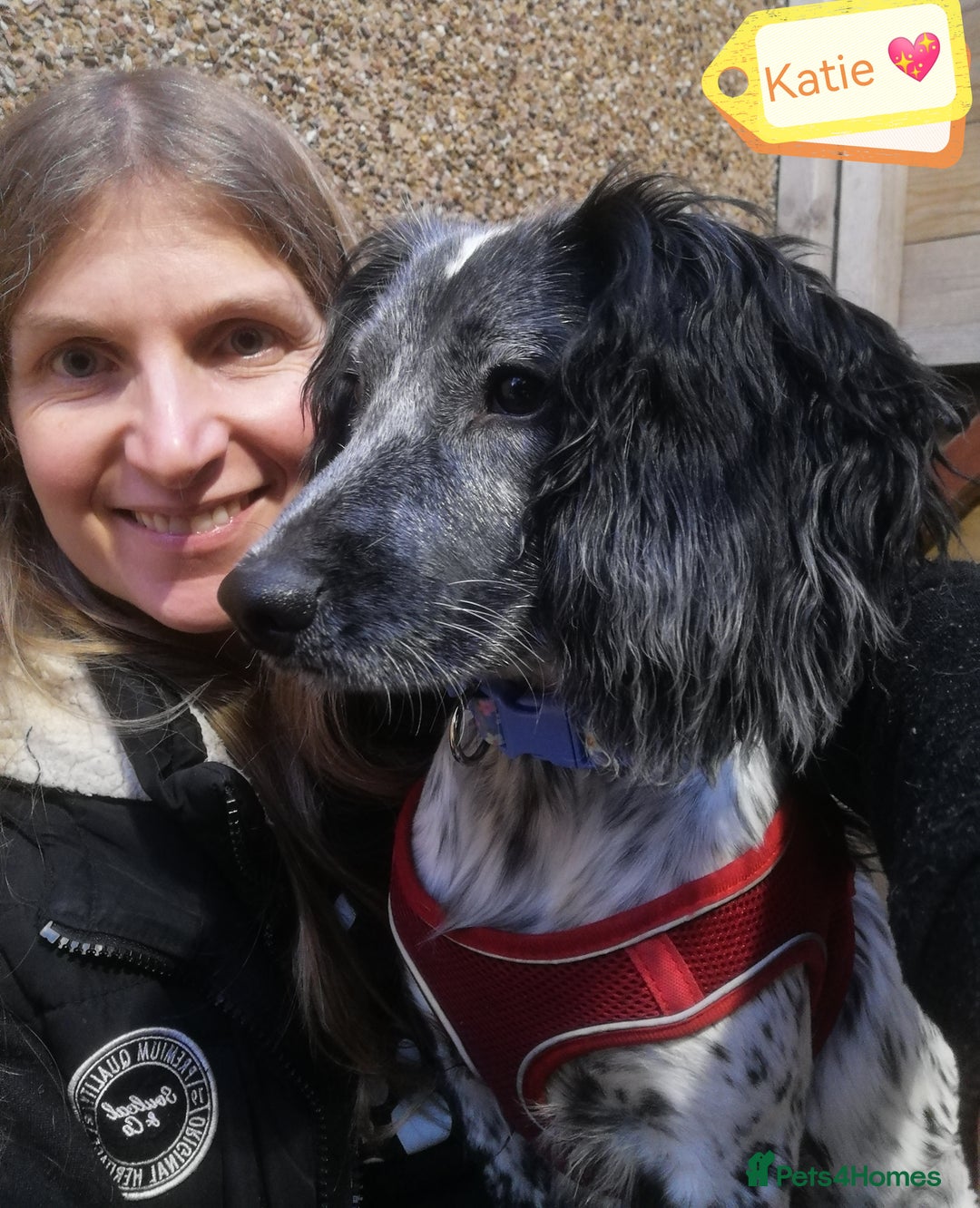 English Springer Spaniel dogs for adoption: 💖🐶 KATIE 🐶💖 - Advert 2