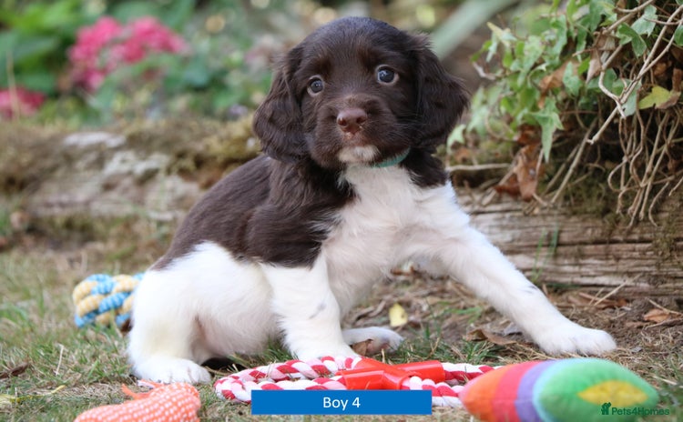 English Springer Spaniel dogs - Advert 3