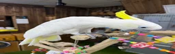 Cockatoo birds for sale: Sulphur crested Cockatoo  - Advert 3