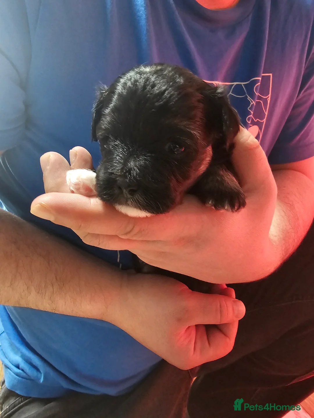 Bichon Frise dogs for sale: Bichon puppies in Luton - Advert 15