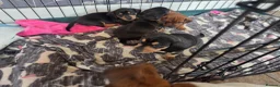 Miniature Dachshund dogs for sale: Minature Dachshund  - Advert 3