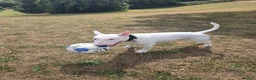 Bull Terrier dogs for stud: Tyson  in Dartford - Advert 8