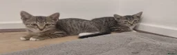 Bengal cats for sale: Kittens for sale in Southampton - Advert 3
