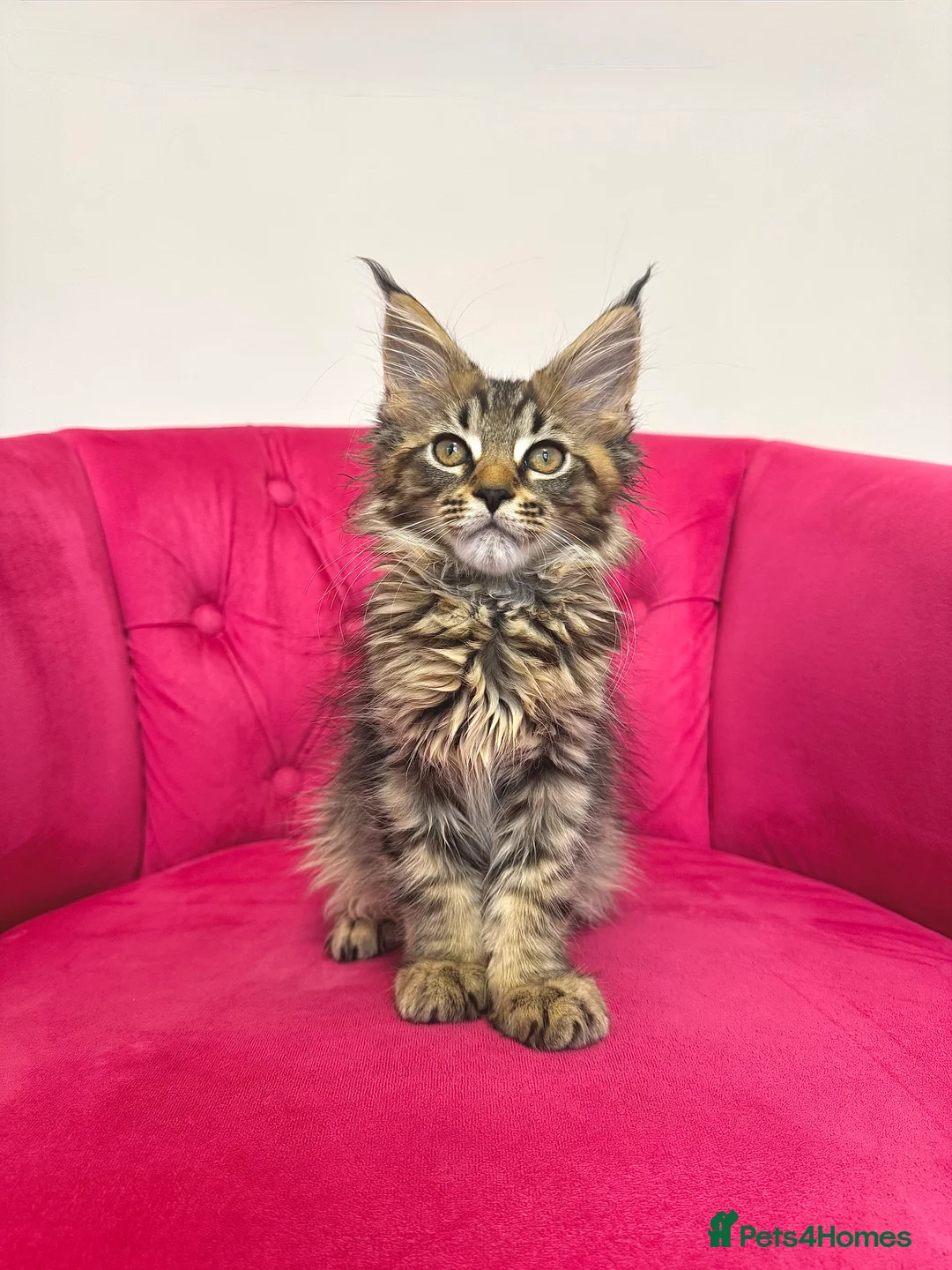 Maine Coon cats for sale: MaineCoon Kittens 🏆20+Gen🧬 Outstadning Pedigree - Advert 17