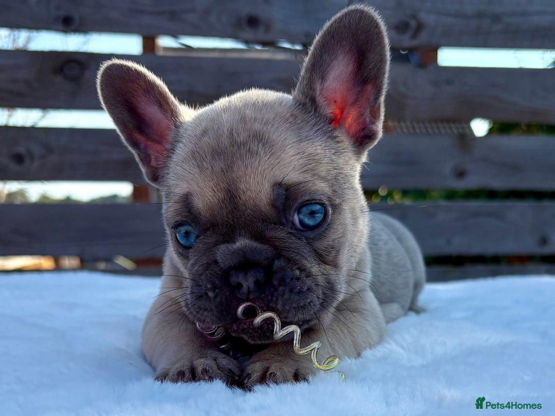 French Bulldog dogs for sale: QUALITY HEALTH TESTED KC FRENCH BULLDOG PUPPIES - Image 19