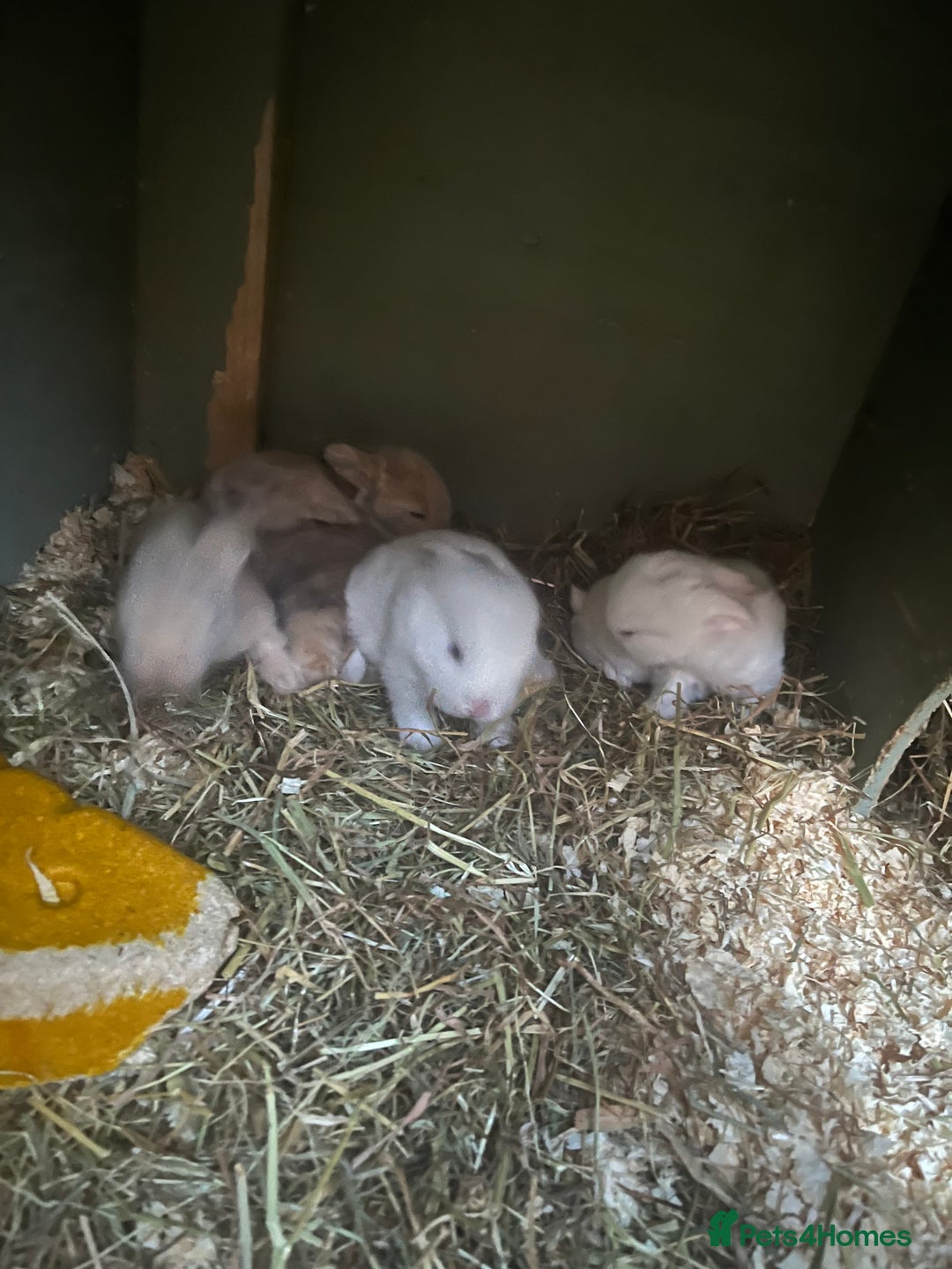 Lionhead rabbits for sale: Lionhead bunnies  - Image 23