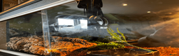 Python Snake reptiles for sale: female royal python and setup in Christchurch - Advert 8