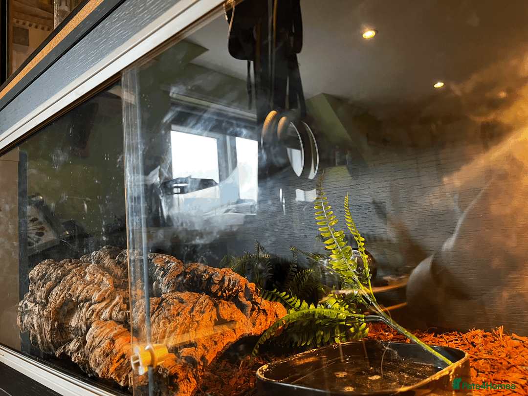 Python Snake reptiles for sale: female royal python and setup in Christchurch - Advert 8