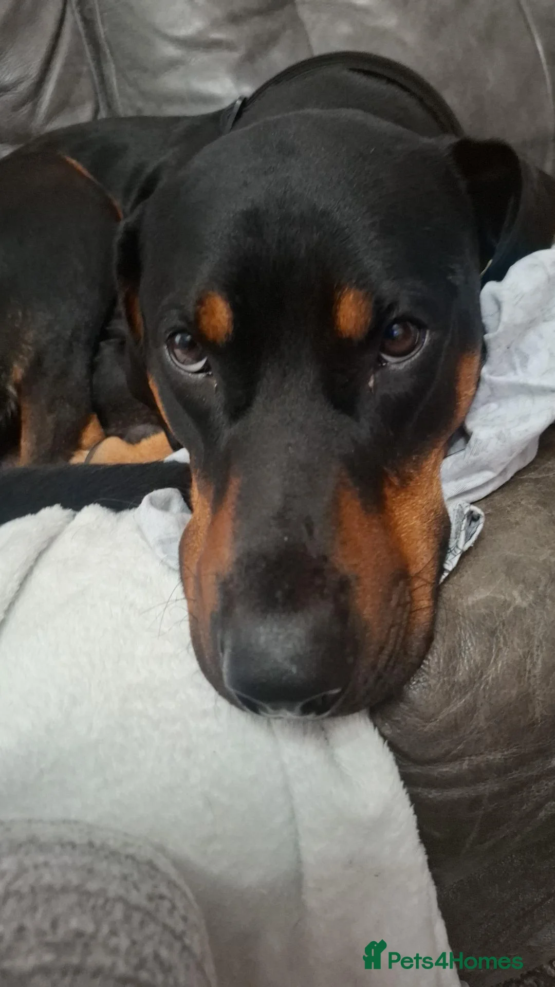 Mixed Breed dogs for sale: Dobbie my baby Dobermann - Advert 2