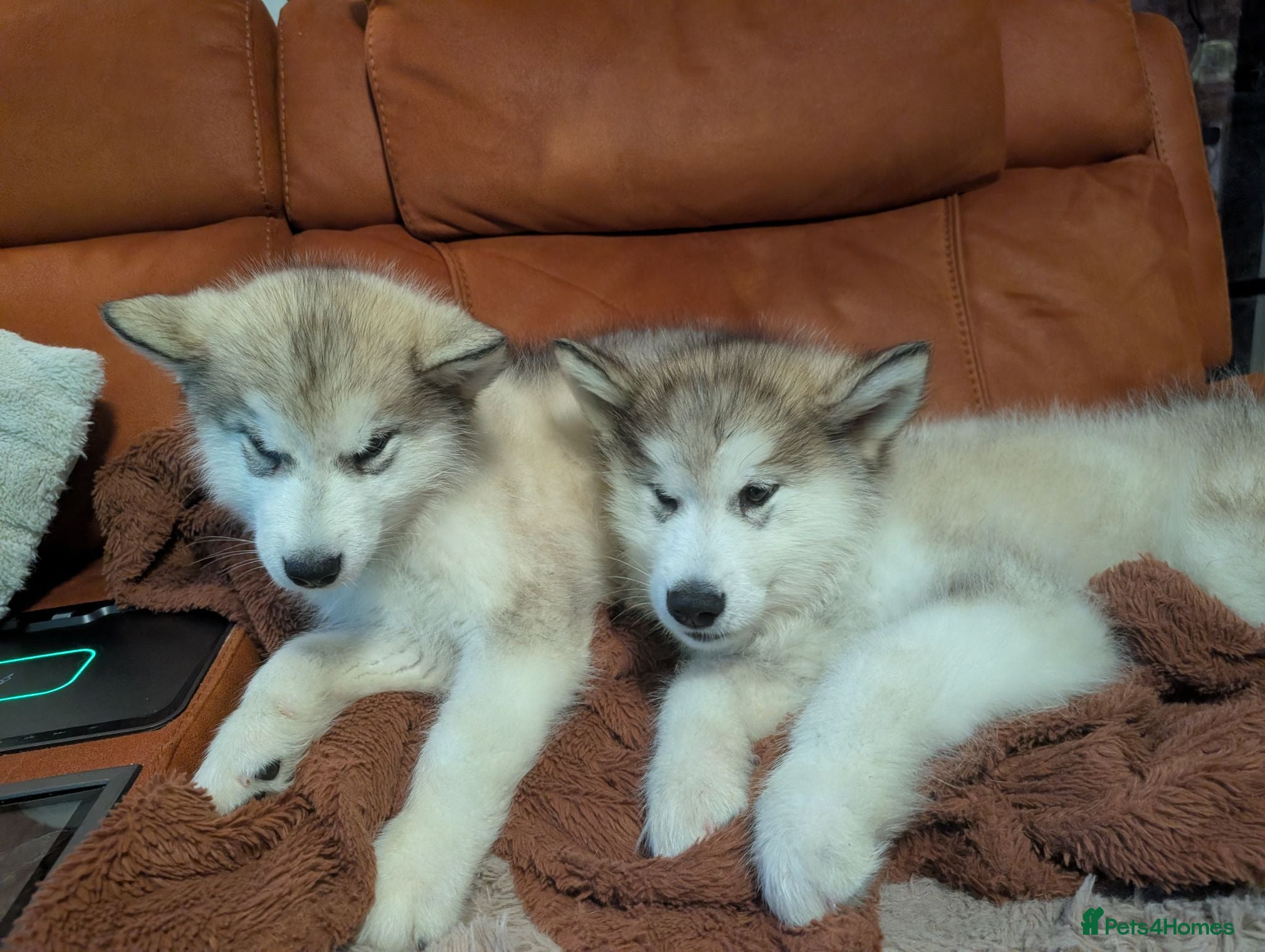Alaskan Malamute dogs 2 Male Champ KC Reg Alaskan Malamute Puppies - Advert 4