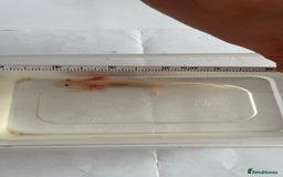 Axolotl reptiles for sale: Juvenile axolotls - Image 2