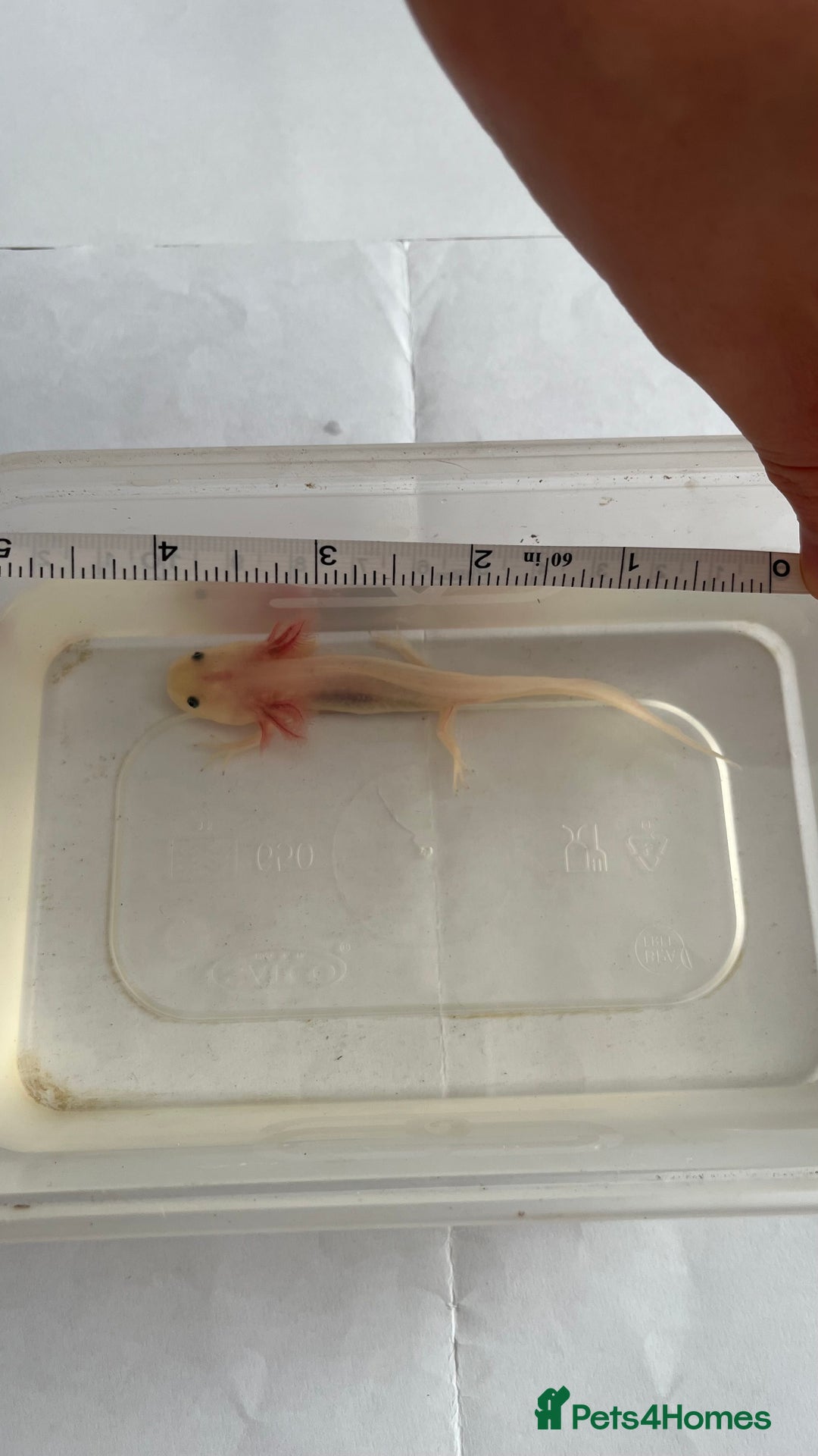 Axolotl reptiles for sale: Juvenile axolotls - Image 2