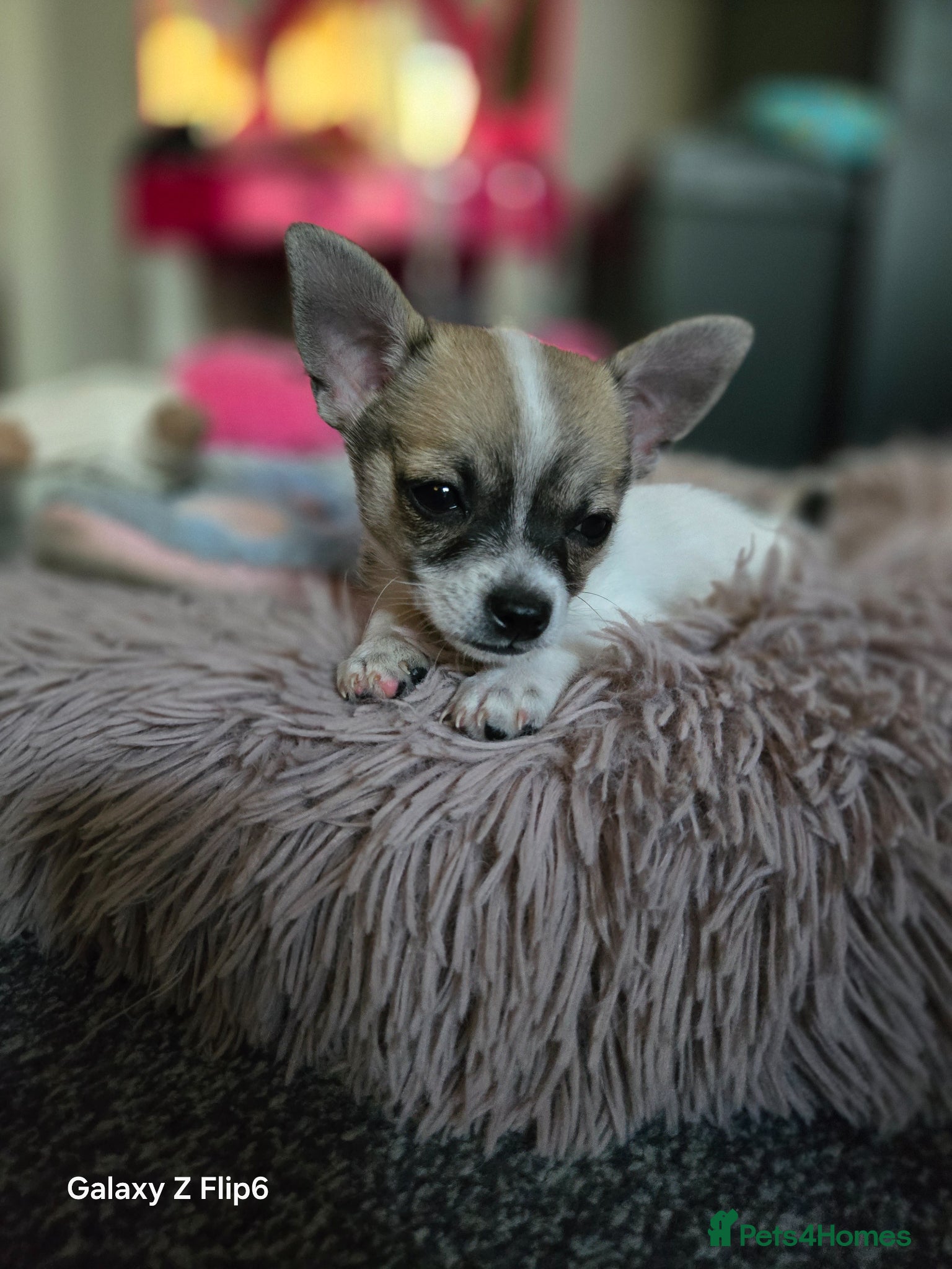Chihuahua dogs for sale: Male chihuahua  - Advert 2