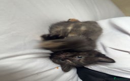 Mixed Breed cats for sale: toritoshell kittens  - Image 8
