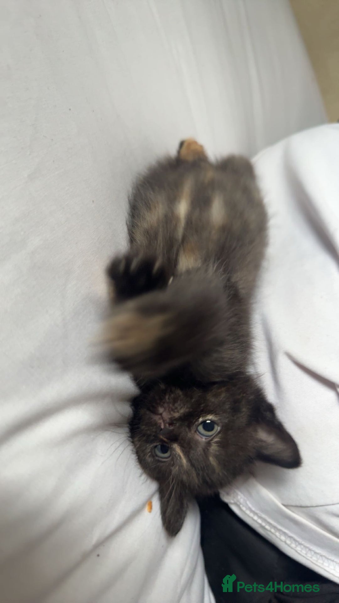 Mixed Breed cats for sale: toritoshell kittens  - Image 8