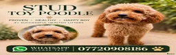 Toy Poodle dogs for stud: Male Toy Poodle - stud only  in Inverness - Advert 1