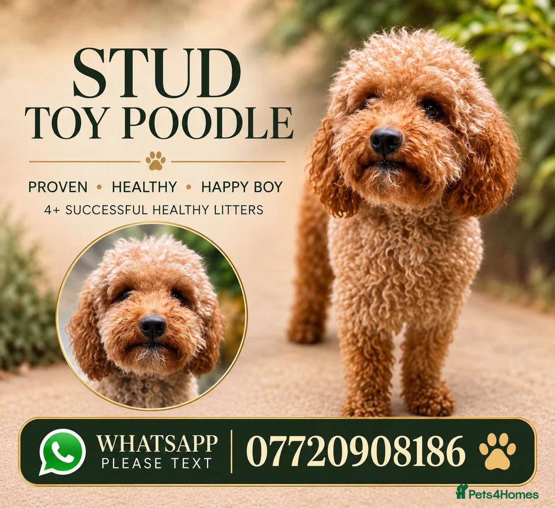 Toy Poodle dogs for stud: Male Toy Poodle - stud only  in Inverness - Advert 1