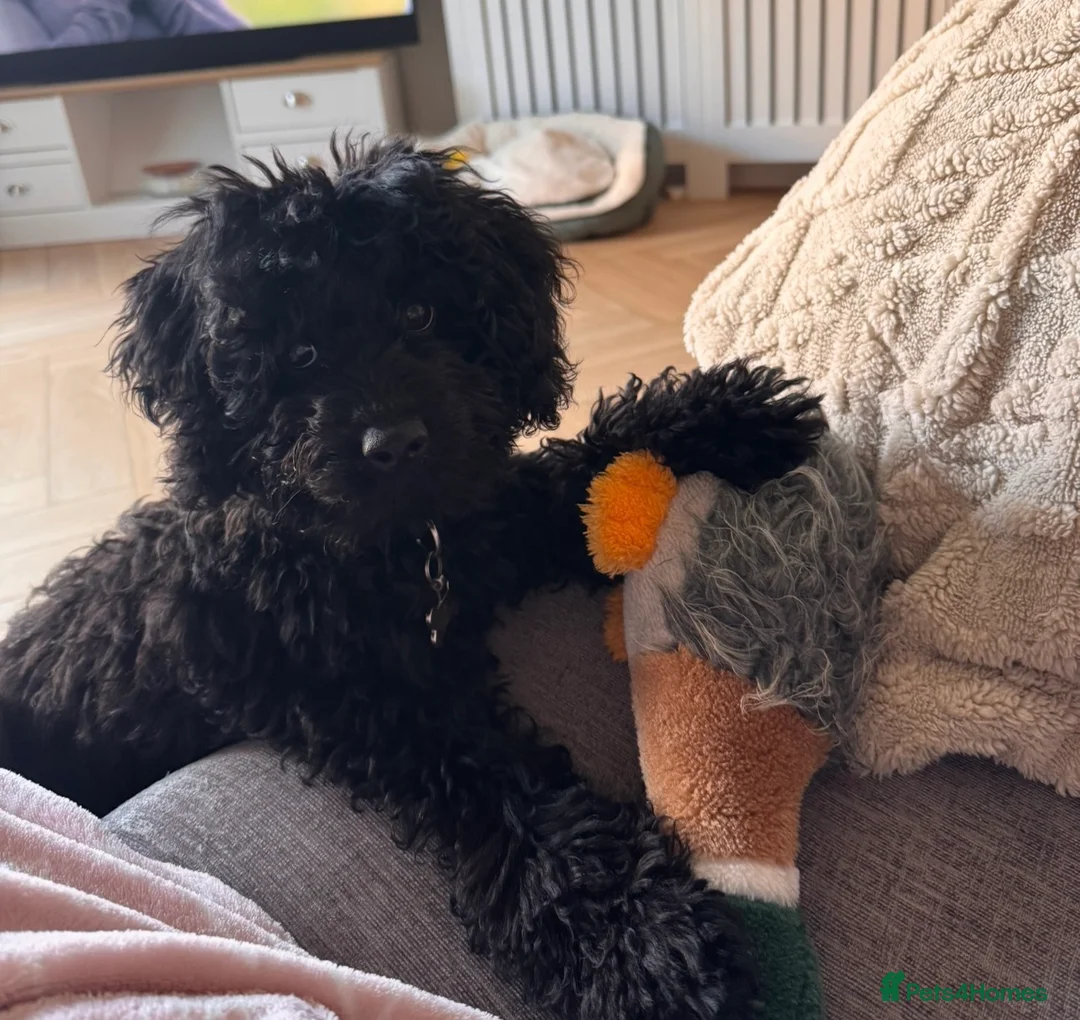 Cavapoo dogs for sale: Male cavapoo 5 MONTHS OLD  - Advert 1