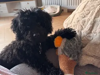 Cavapoo dogs Male cavapoo for sale - Advert 3