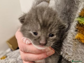 Mixed Breed cats Bengal BSH Cross Kittens - Advert 8