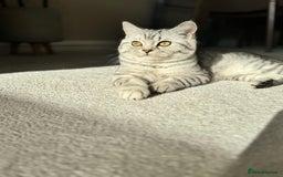 British Shorthair cats for sale: British Shorthair silver tabby  - Image 3
